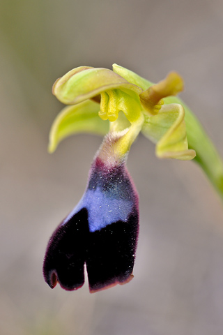 Ophrys atlantica