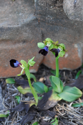 Ophrys atlantica