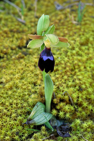 Ophrys atlantica