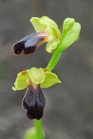 Ophrys attaviria