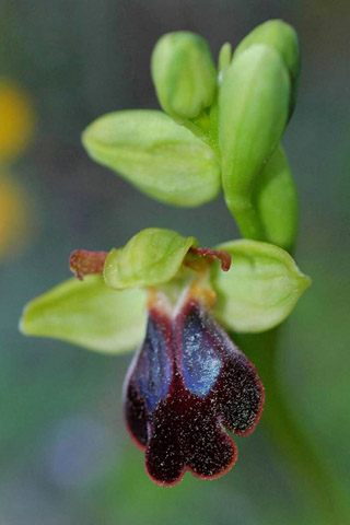 Ophrys attaviria