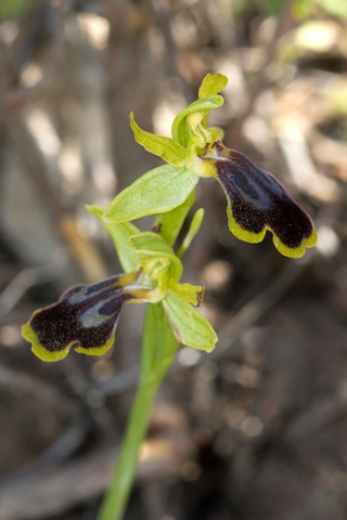 Ophrys attaviria ssp. cesmeensis