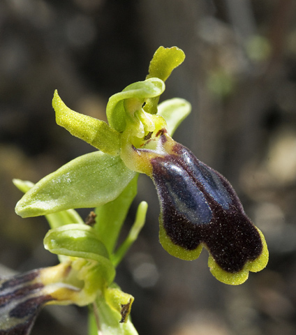 Ophrys attaviria ssp. cesmeensis