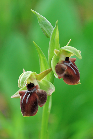 Ophrys attica x helenae