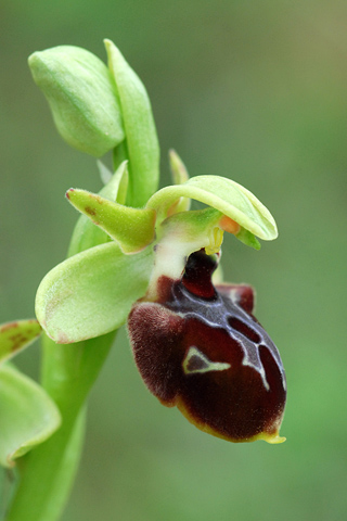 Ophrys attica x helenae