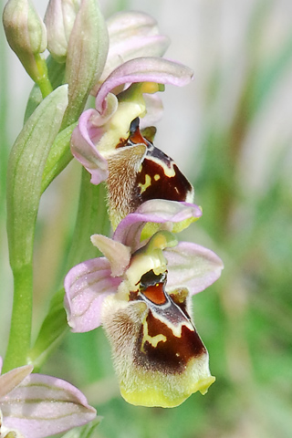 Ophrys attica x ulyssea