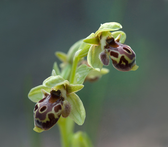 Ophrys attica