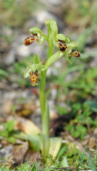 Ophrys attica