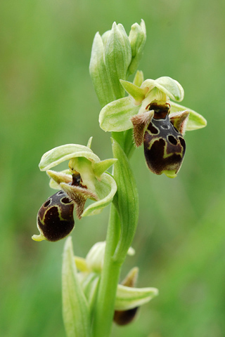 Ophrys attica