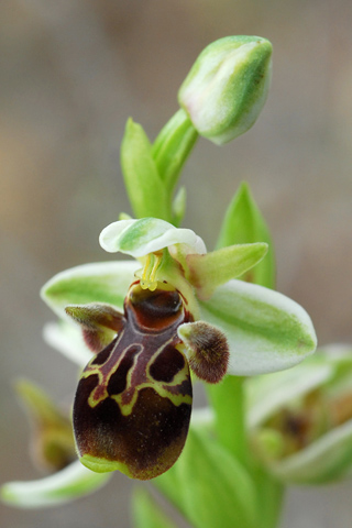 Ophrys attica