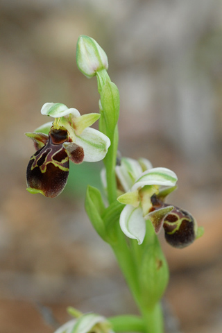 Ophrys attica