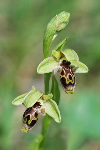 Ophrys attica