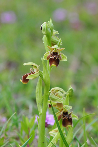 Ophrys attica