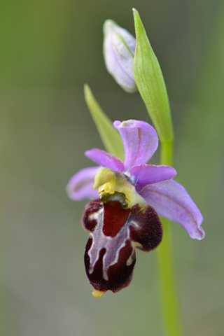 Ophrys aurelia x fuciflora