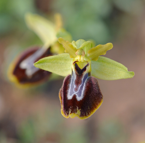 Ophrys aurelia x lutea