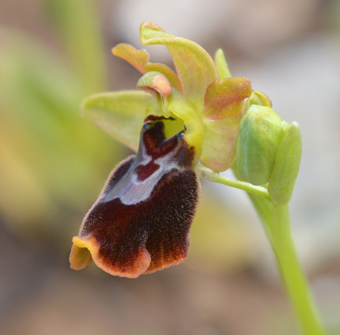 Ophrys aurelia x lutea