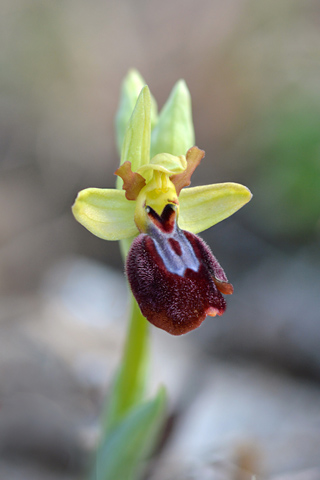 Ophrys aurelia x lutea