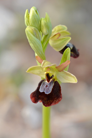 Ophrys aurelia x lutea