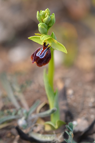 Ophrys aurelia x lutea