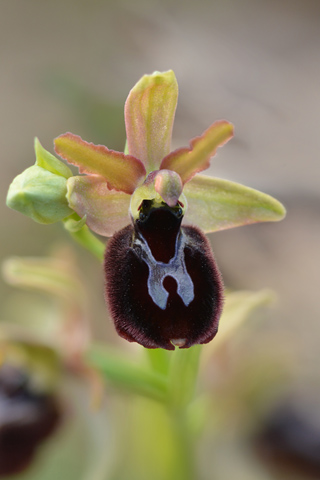 Ophrys aurelia x passionis