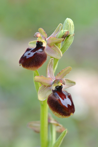 Ophrys aurelia x passionis