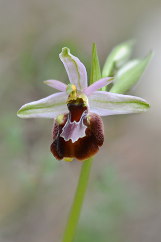 Ophrys aurelia x pseudoscolopax