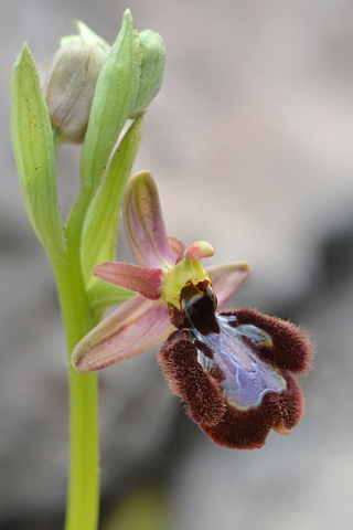 Ophrys aurelia x speculum