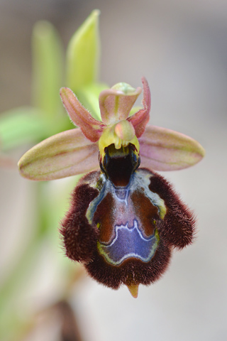 Ophrys aurelia x speculum