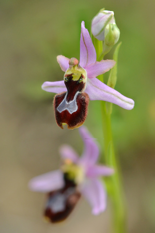 Ophrys aurelia x splendida