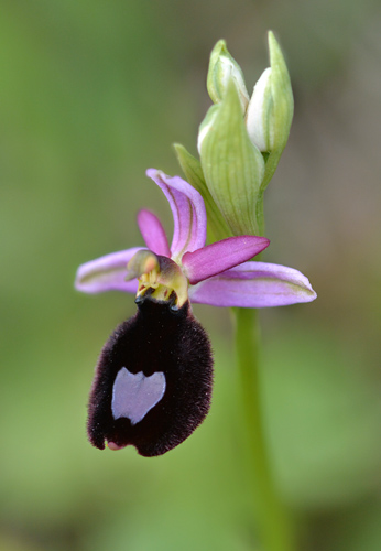 Ophrys aurelia