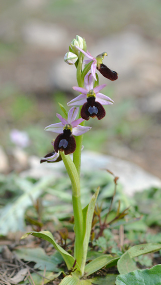 Ophrys aurelia