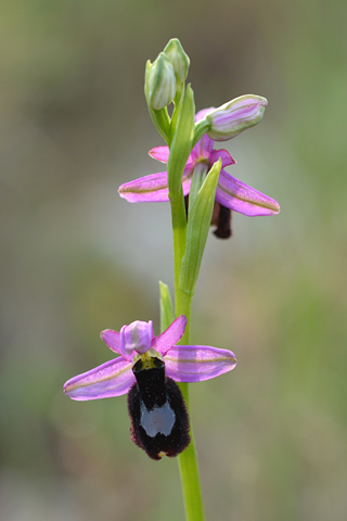 Ophrys aurelia