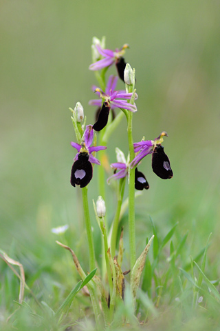 Ophrys aurelia