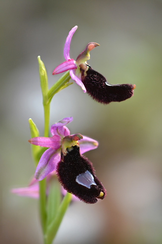 Ophrys aurelia