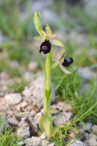 Ophrys aurelia