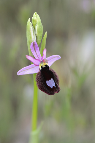 Ophrys aurelia