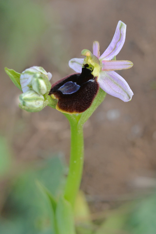 Ophrys aurelia