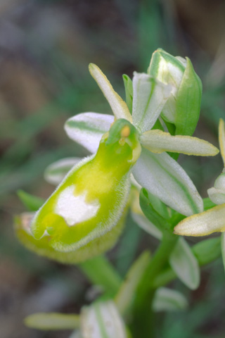 Ophrys aurelia