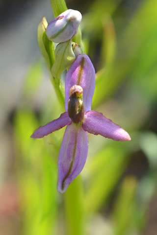 Ophrys aurelia