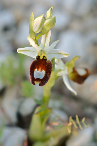 Ophrys aurelia