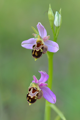 Ophrys apifera x aveyronensis