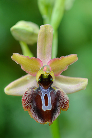 Ophrys aranifera x aveyronensis