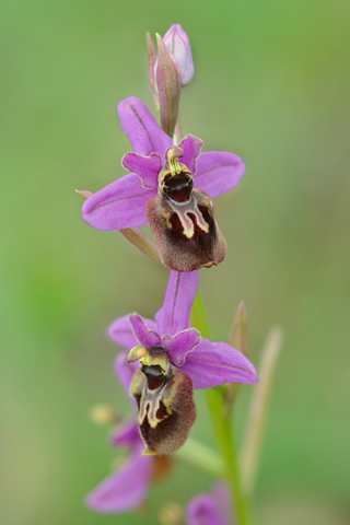 Ophrys aveyronensis x ficalhoana