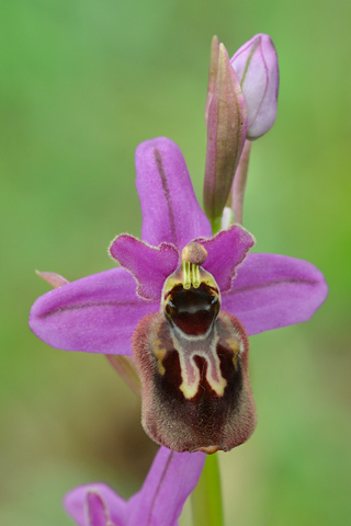 Ophrys aveyronensis x tenthredinifera