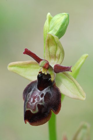 Ophrys aveyronensis x insectifera