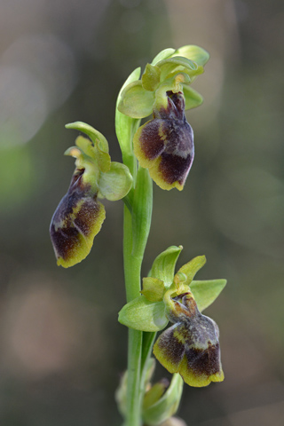 Ophrys aveyronensis x lutea