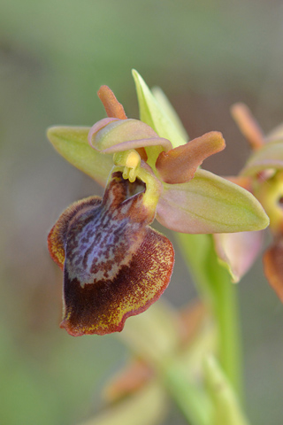 Ophrys aveyronensis x lutea