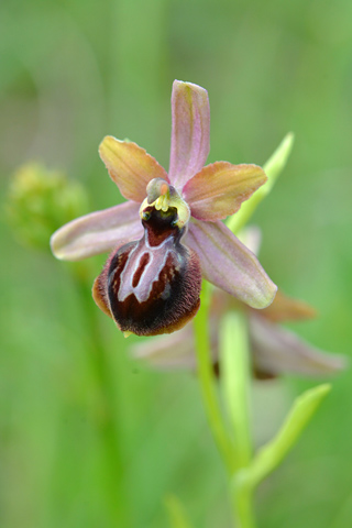 Ophrys aveyronensis x passionis