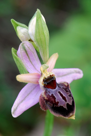 Ophrys aveyronensis x passionis