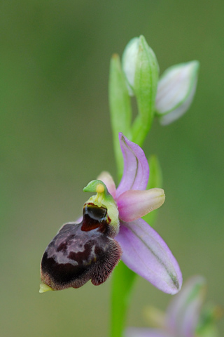 Ophrys aveyronensis x passionis